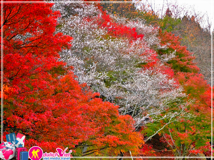 Du lịch Nhật Bản mùa lá Đỏ 4 ngày 4 đêm giá tốt 2017 từ Tp.HCM
